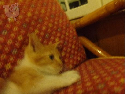 PoulaTo: Χαριζεται Φουντωτο γατακι